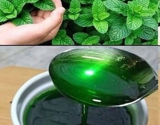 Minze im Garten: 8 gute Gründe, warum es sich lohnt, sie anzubauen.