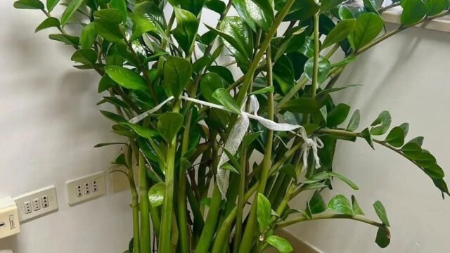Zamioculcas anbauen: Grundlegende Tipps für eine robuste, immergrüne Pflanze.